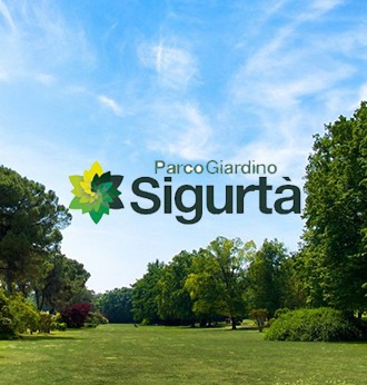 Sigurta_Adulto